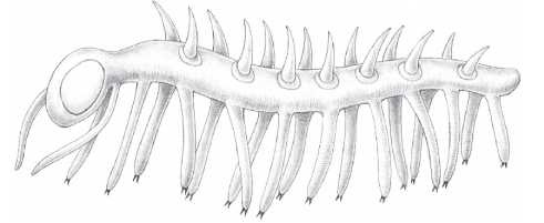 Иллюстрация к книге — Рассказ предка. Паломничество к истокам жизни [i_061.jpg]