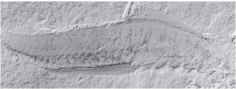 Иллюстрация к книге — Рассказ предка. Паломничество к истокам жизни [i_063.jpg]