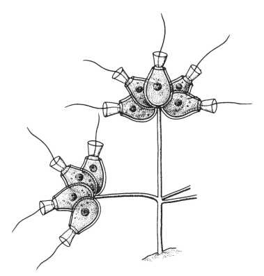 Иллюстрация к книге — Рассказ предка. Паломничество к истокам жизни [i_073.jpg]
