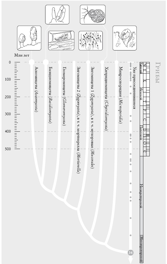 Иллюстрация к книге — Рассказ предка. Паломничество к истокам жизни [i_075.jpg]