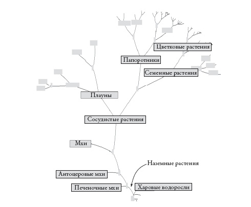 Иллюстрация к книге — Рассказ предка. Паломничество к истокам жизни [i_078.jpg]