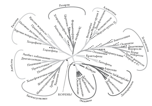 Иллюстрация к книге — Рассказ предка. Паломничество к истокам жизни [i_082.jpg]