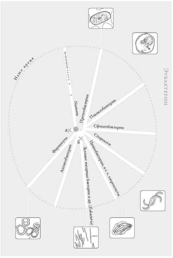 Иллюстрация к книге — Рассказ предка. Паломничество к истокам жизни [i_085.jpg]