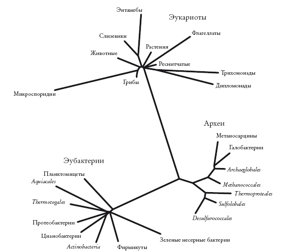 Иллюстрация к книге — Рассказ предка. Паломничество к истокам жизни [i_087.jpg]