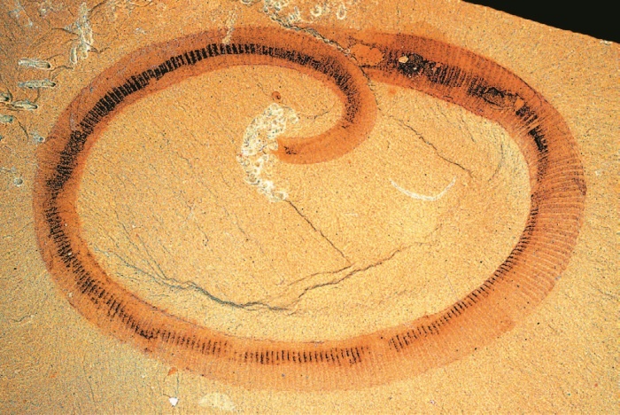 Иллюстрация к книге — Рассказ предка. Паломничество к истокам жизни [i_092.jpg]