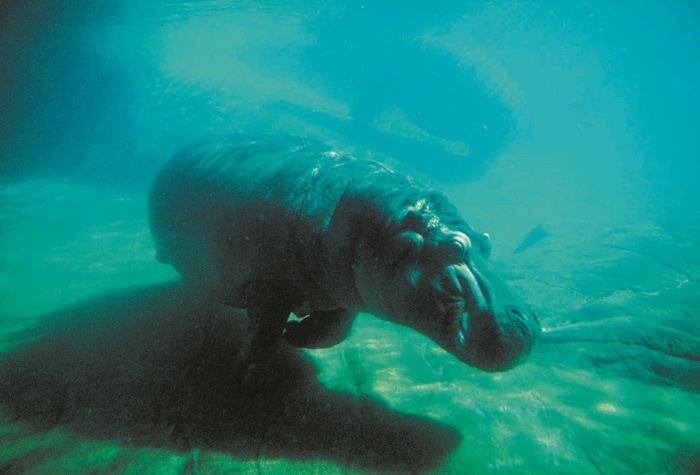 Иллюстрация к книге — Рассказ предка. Паломничество к истокам жизни [i_096.jpg]