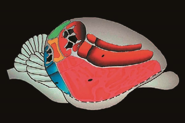 Иллюстрация к книге — Рассказ предка. Паломничество к истокам жизни [i_102.jpg]