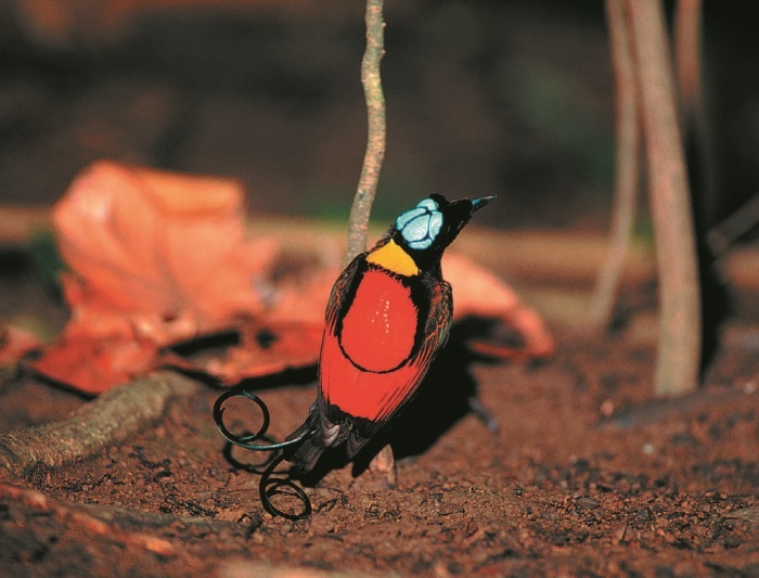 Иллюстрация к книге — Рассказ предка. Паломничество к истокам жизни [i_106.jpg]