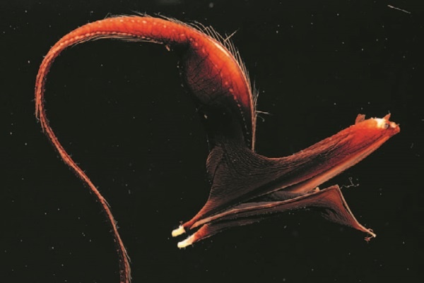 Иллюстрация к книге — Рассказ предка. Паломничество к истокам жизни [i_115.jpg]