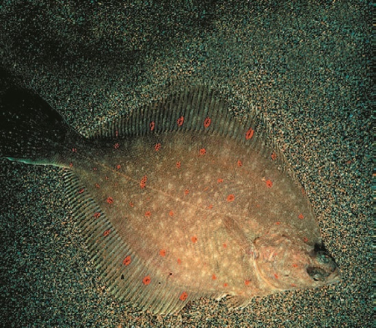 Иллюстрация к книге — Рассказ предка. Паломничество к истокам жизни [i_116.jpg]