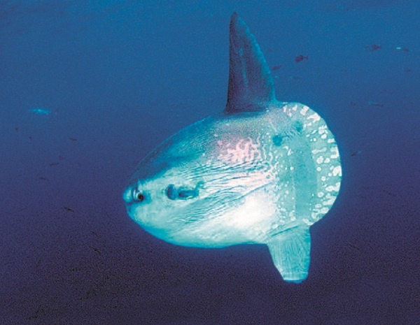 Иллюстрация к книге — Рассказ предка. Паломничество к истокам жизни [i_118.jpg]