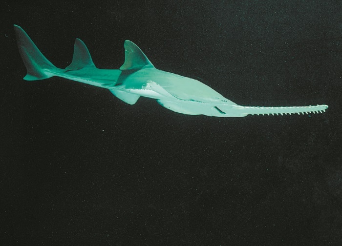 Иллюстрация к книге — Рассказ предка. Паломничество к истокам жизни [i_122.jpg]