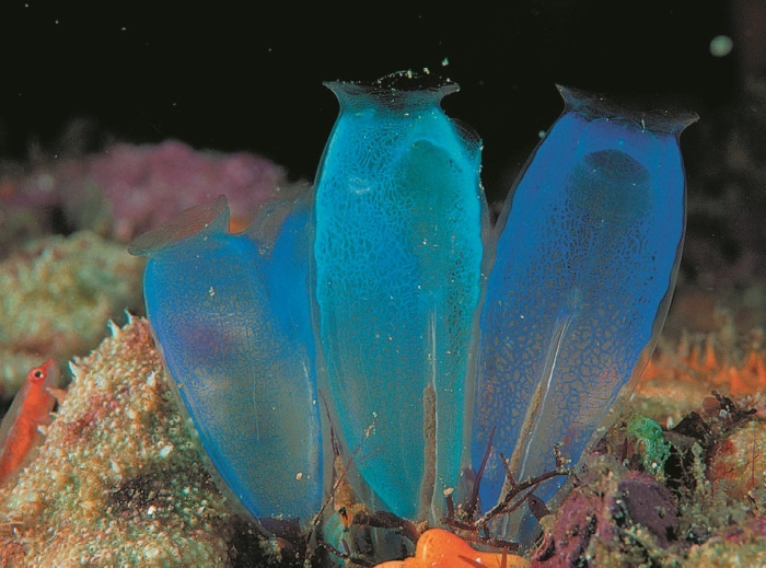 Иллюстрация к книге — Рассказ предка. Паломничество к истокам жизни [i_125.jpg]