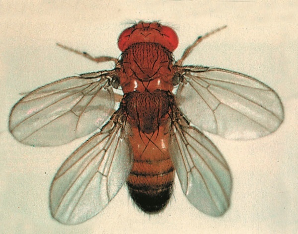 Иллюстрация к книге — Рассказ предка. Паломничество к истокам жизни [i_128.jpg]