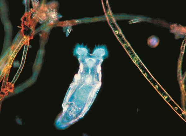 Иллюстрация к книге — Рассказ предка. Паломничество к истокам жизни [i_129.jpg]