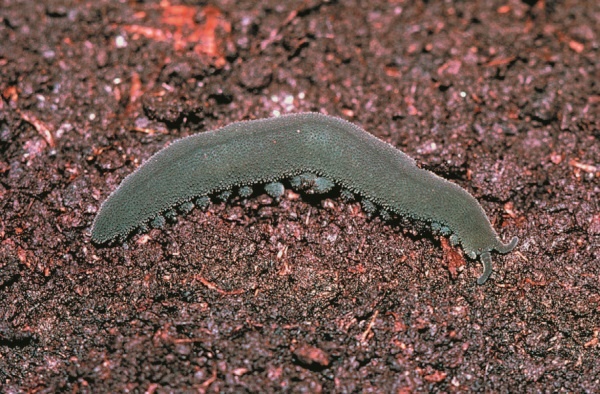 Иллюстрация к книге — Рассказ предка. Паломничество к истокам жизни [i_130.jpg]