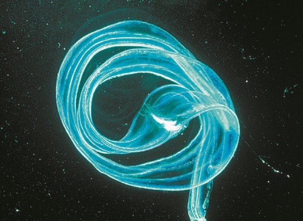 Иллюстрация к книге — Рассказ предка. Паломничество к истокам жизни [i_135.jpg]