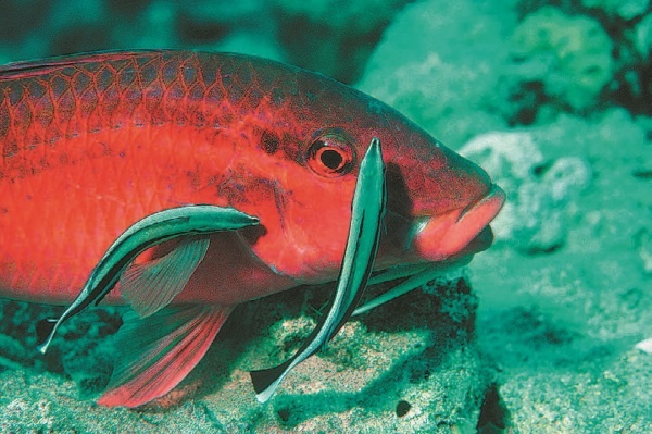 Иллюстрация к книге — Рассказ предка. Паломничество к истокам жизни [i_138.jpg]