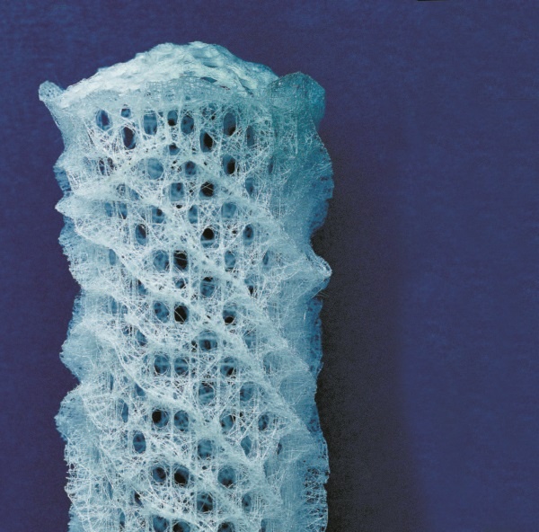 Иллюстрация к книге — Рассказ предка. Паломничество к истокам жизни [i_139.jpg]