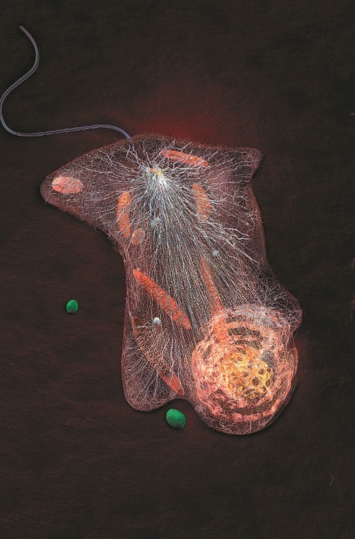 Иллюстрация к книге — Рассказ предка. Паломничество к истокам жизни [i_141.jpg]