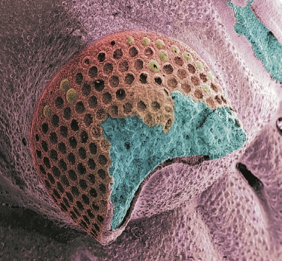 Иллюстрация к книге — Рассказ предка. Паломничество к истокам жизни [i_146.jpg]