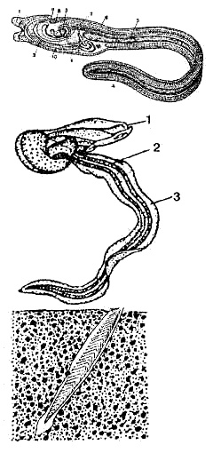 Иллюстрация к книге — Эволюция для всех, или Путь кентавра [_06.jpg]