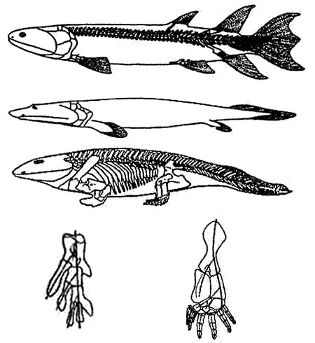 Иллюстрация к книге — Эволюция для всех, или Путь кентавра [_07.jpg]