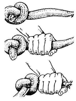 Иллюстрация к книге — Эволюция для всех, или Путь кентавра [_09.jpg]