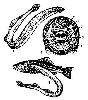 Иллюстрация к книге — Эволюция для всех, или Путь кентавра [_10.jpg]