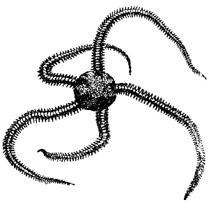 Иллюстрация к книге — Эволюция для всех, или Путь кентавра [_11.jpg]