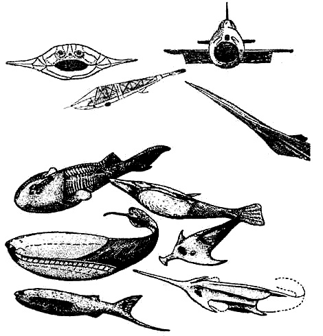 Иллюстрация к книге — Эволюция для всех, или Путь кентавра [_12.jpg]