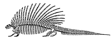 Иллюстрация к книге — Эволюция для всех, или Путь кентавра [_14.jpg]