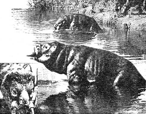 Иллюстрация к книге — Эволюция для всех, или Путь кентавра [_15.jpg]