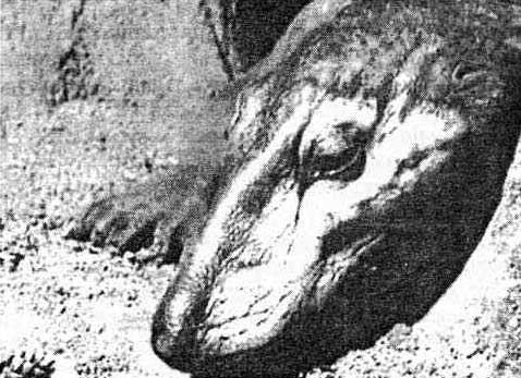 Иллюстрация к книге — Эволюция для всех, или Путь кентавра [_16.jpg]