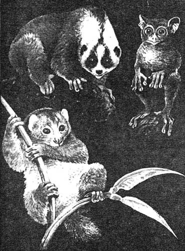 Иллюстрация к книге — Эволюция для всех, или Путь кентавра [_20.jpg]