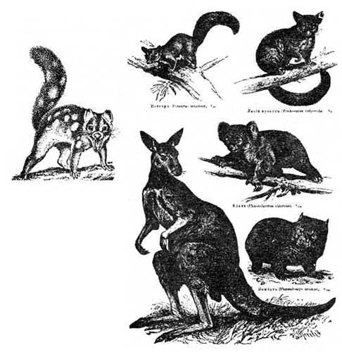 Иллюстрация к книге — Эволюция для всех, или Путь кентавра [_22.jpg]