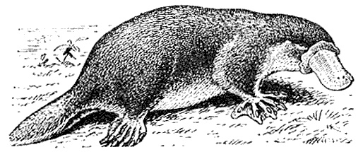 Иллюстрация к книге — Эволюция для всех, или Путь кентавра [_24.jpg]