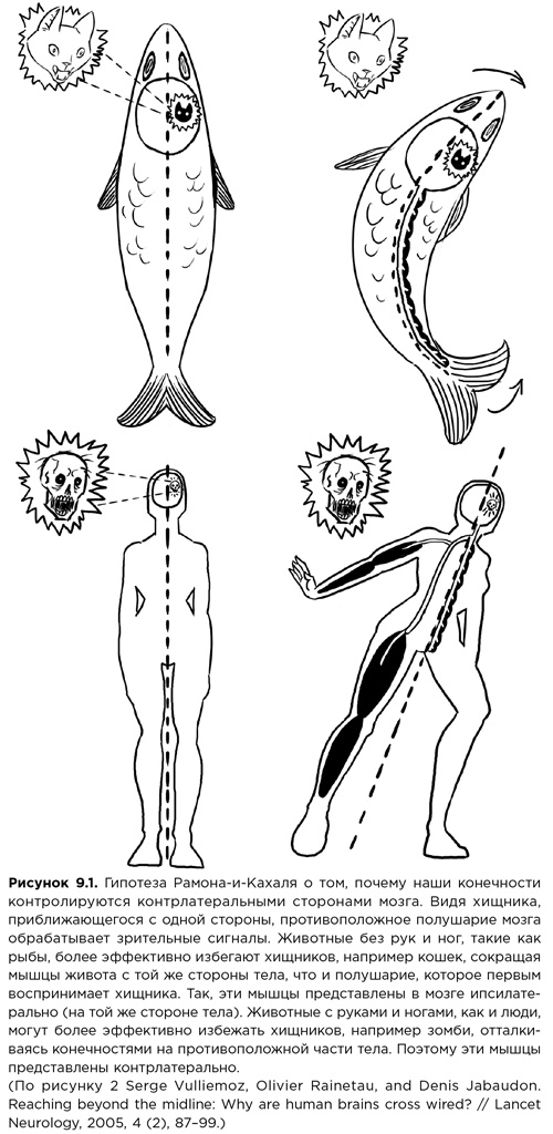 Иллюстрация к книге — Мозг зомби. Научный подход к поведению ходячих мертвецов [i_023.jpg]
