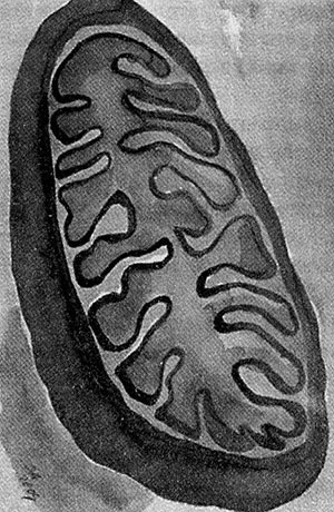 Иллюстрация к книге — Энергия, секс, самоубийство. Митохондрии и смысл жизни [i_001.jpg]