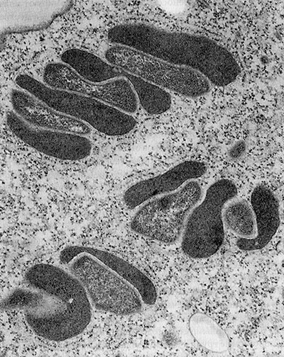 Иллюстрация к книге — Энергия, секс, самоубийство. Митохондрии и смысл жизни [i_005.jpg]