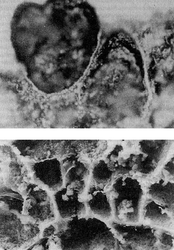 Иллюстрация к книге — Энергия, секс, самоубийство. Митохондрии и смысл жизни [i_011.jpg]