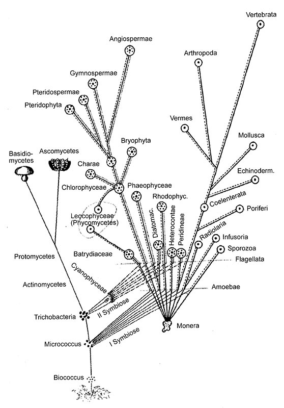 Иллюстрация к книге — Энергия, секс, самоубийство. Митохондрии и смысл жизни [i_013.jpg]