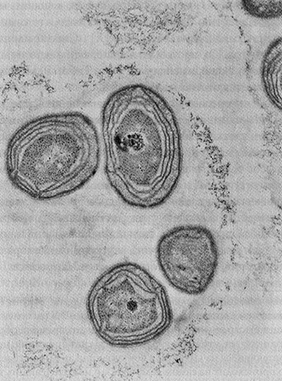 Иллюстрация к книге — Энергия, секс, самоубийство. Митохондрии и смысл жизни [i_014.jpg]