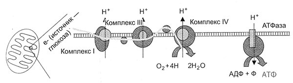 Иллюстрация к книге — Энергия, секс, самоубийство. Митохондрии и смысл жизни [i_015.jpg]