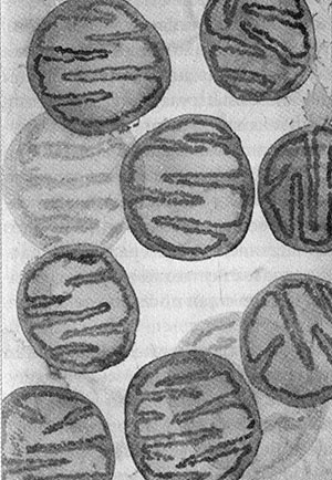 Иллюстрация к книге — Энергия, секс, самоубийство. Митохондрии и смысл жизни [i_016.jpg]