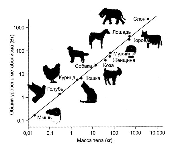 Иллюстрация к книге — Энергия, секс, самоубийство. Митохондрии и смысл жизни [i_017.jpg]