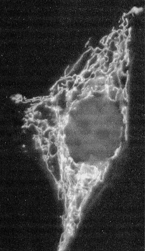 Иллюстрация к книге — Энергия, секс, самоубийство. Митохондрии и смысл жизни [i_018.jpg]