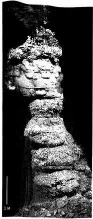 Иллюстрация к книге — Лестница жизни. Десять великих изобретений эволюции [img_1.jpg]