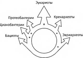 Иллюстрация к книге — Лестница жизни. Десять великих изобретений эволюции [img_13.jpg]