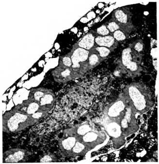 Иллюстрация к книге — Лестница жизни. Десять великих изобретений эволюции [img_14.jpg]